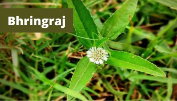 bhringraj herb benefits